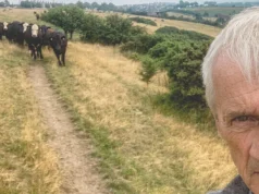 Millwall, um rebanho de vacas e uma volta no tempo Millwall, a herd of Cows and a step back in time