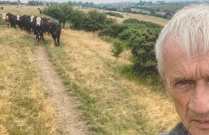 Millwall, um rebanho de vacas e uma volta no tempo Millwall, a herd of Cows and a step back in time