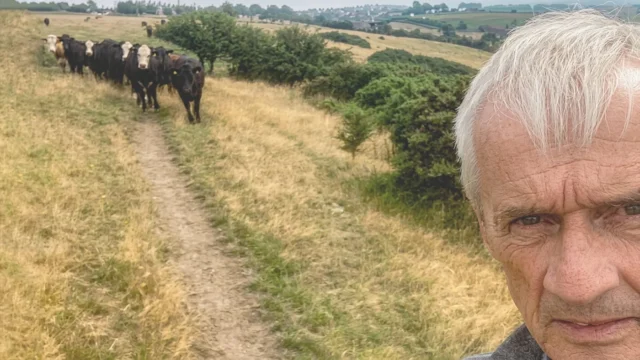 Millwall, a herd of Cows and a step back in time