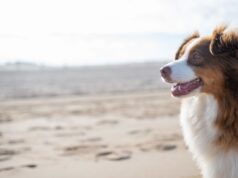 Qual cidade aceita animais de estimação na Itália? Qual cidade aceita animais de estimação na Itália?