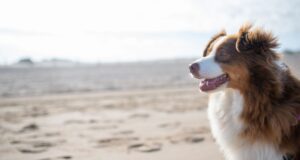 Qual cidade aceita animais de estimação na Itália? Qual cidade aceita animais de estimação na Itália?